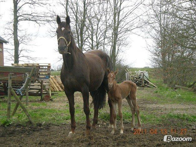 Dansk Varmblod Gabi - Dejlige lille føl gabi:) billede 4