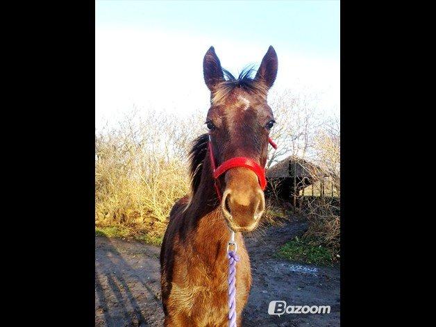 Dansk Varmblod Gabi billede 6