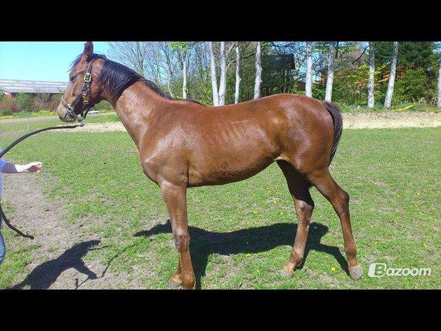 Dansk Varmblod Gabi billede 7