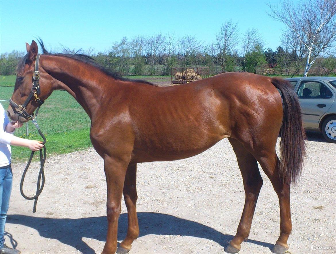 Dansk Varmblod Gabi billede 8