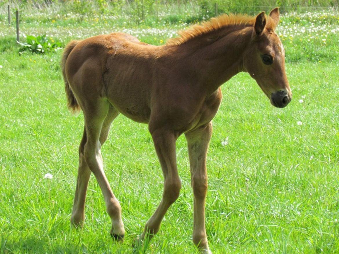 Dansk Varmblod Gabi - Vidunderlige smukke Gabi, hvor har du været lille:) billede 10