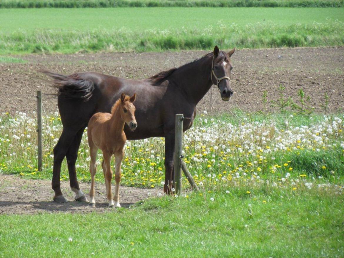 Dansk Varmblod Gabi billede 11
