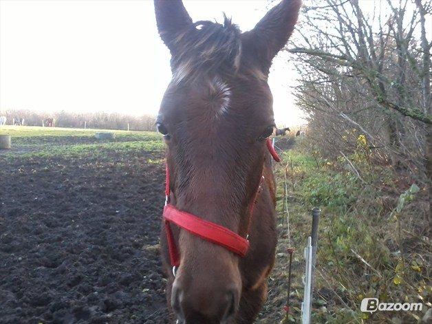Dansk Varmblod Gabi billede 12