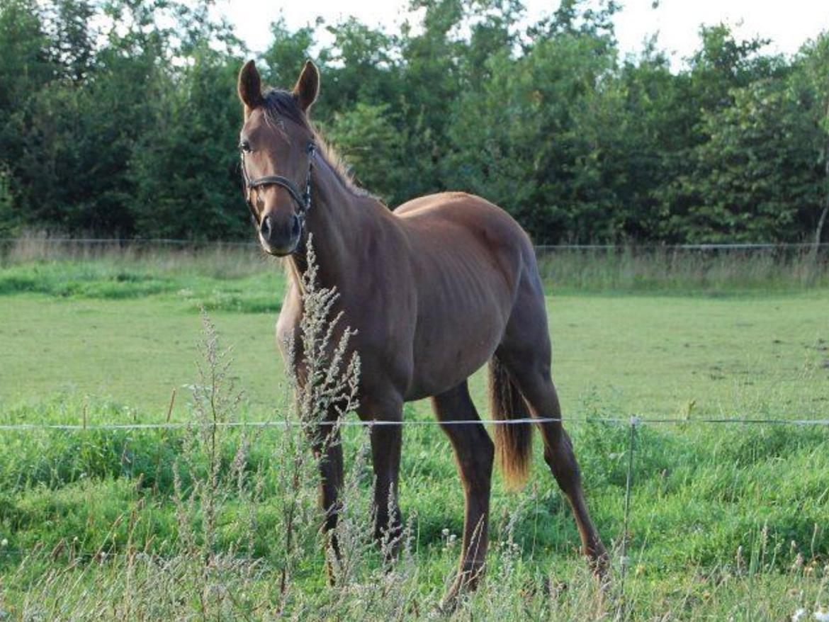 Dansk Varmblod Gabi billede 13