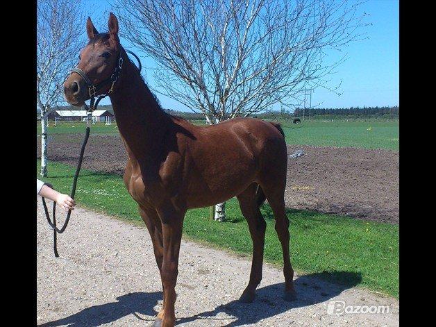 Dansk Varmblod Gabi billede 14