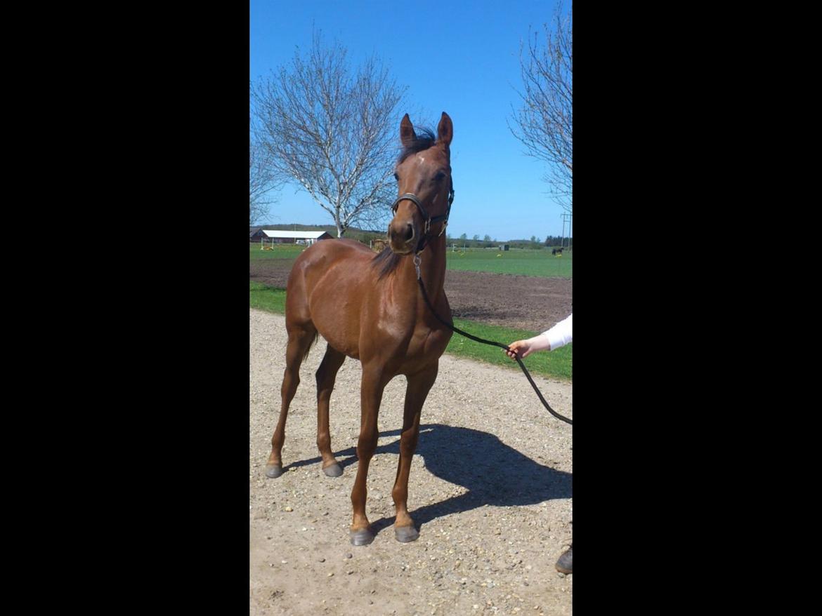 Dansk Varmblod Gabi billede 15