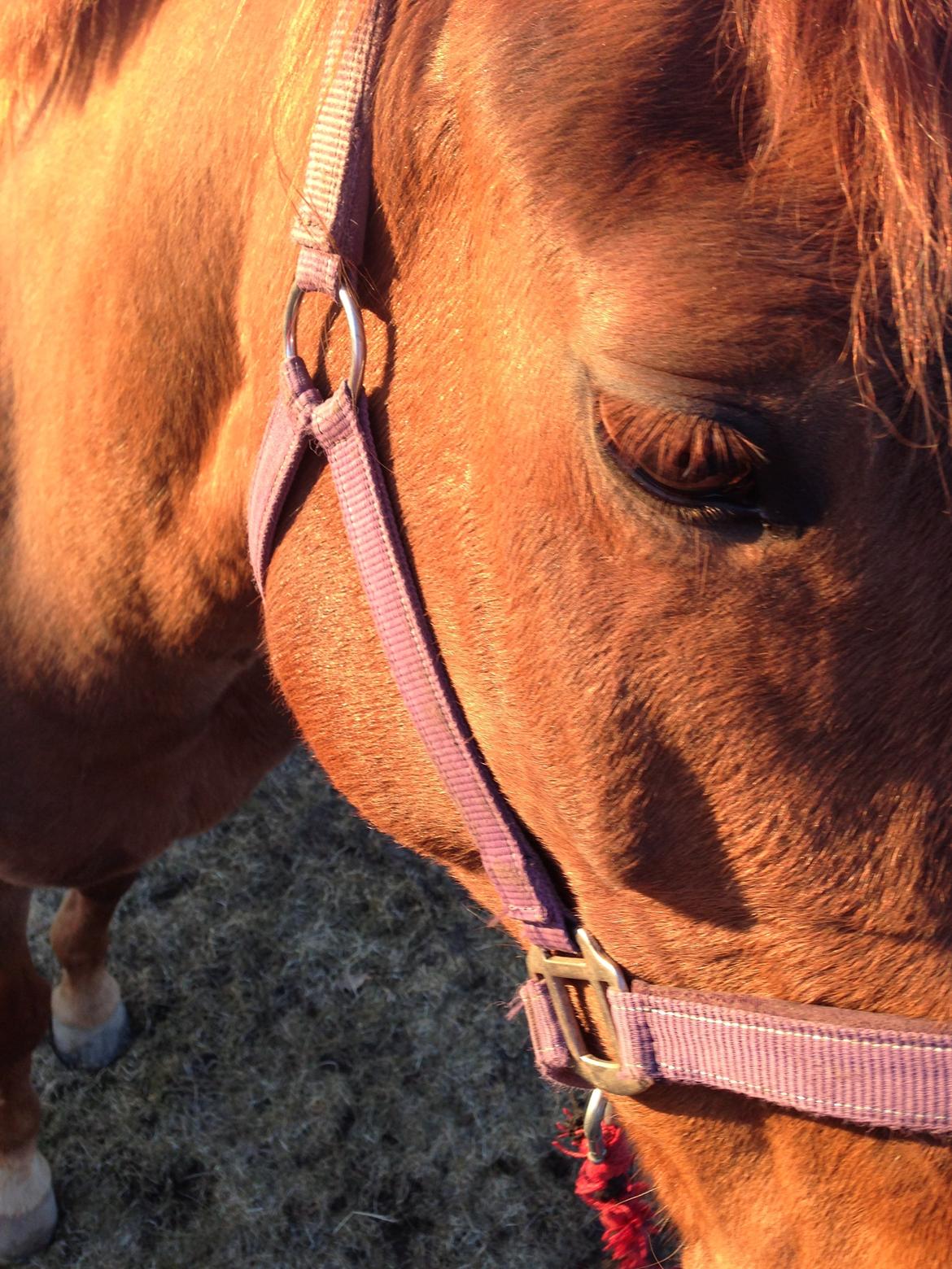 Anden særlig race Emma - Elsker dig!<3 :-* billede 6