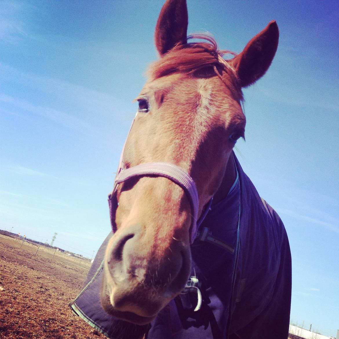 Anden særlig race Emma - Elsker virkelig den måde du kikker på!<3 billede 8