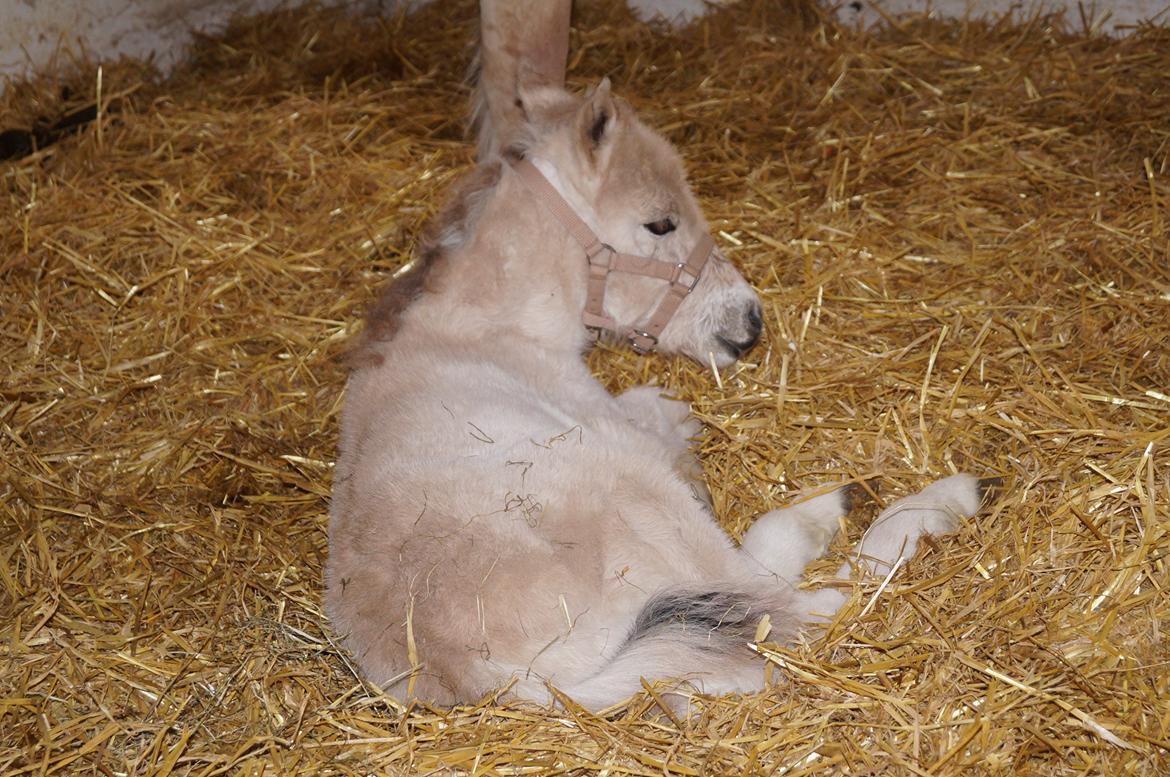 Fjordhest Højgaards Milo - 17 timer billede 5