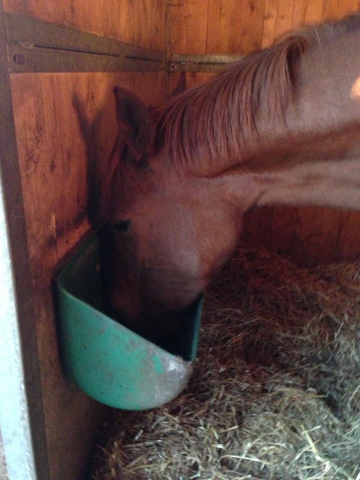 Anden særlig race Emma - JAAAAAAAAAAAA mad!<3 billede 12