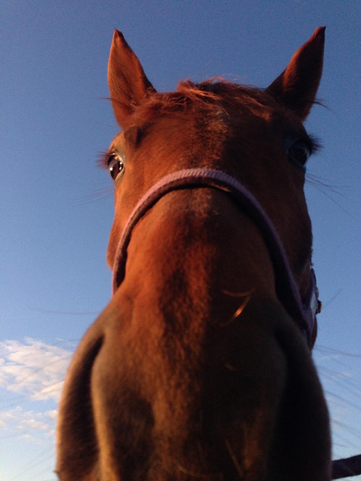 Anden særlig race Emma - Søde mig!<3 billede 13