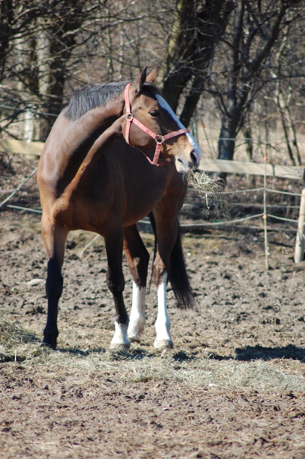 Dansk Varmblod My Choice billede 1