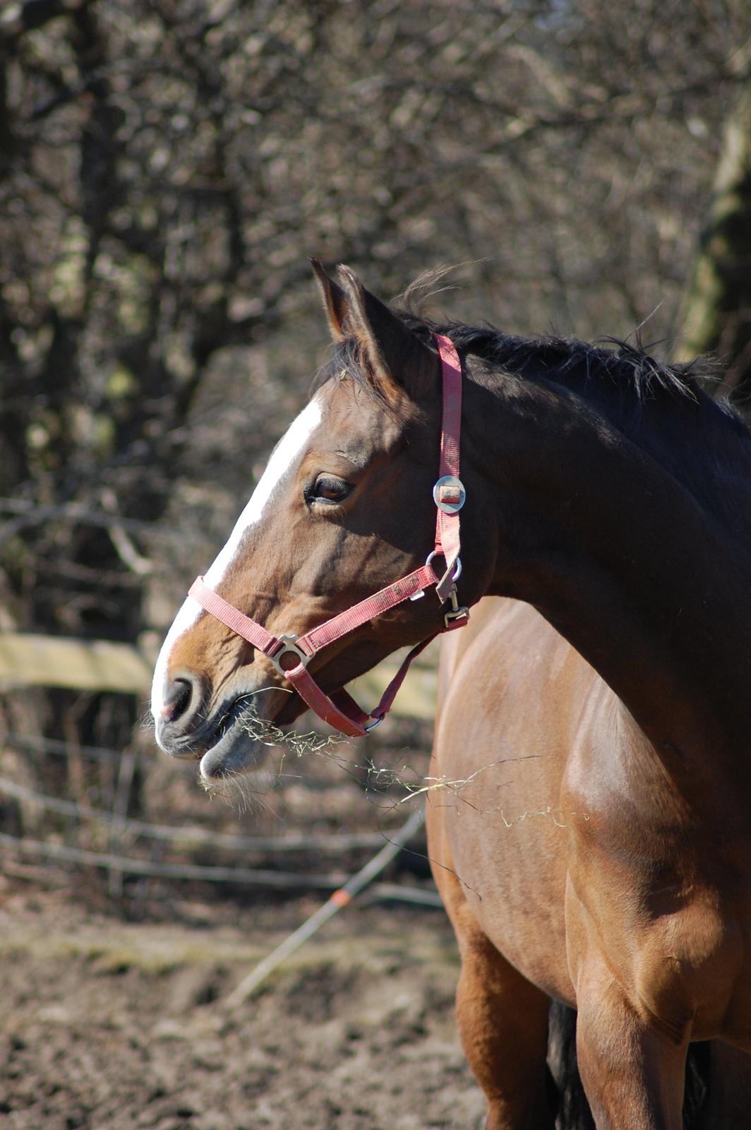 Dansk Varmblod My Choice billede 5