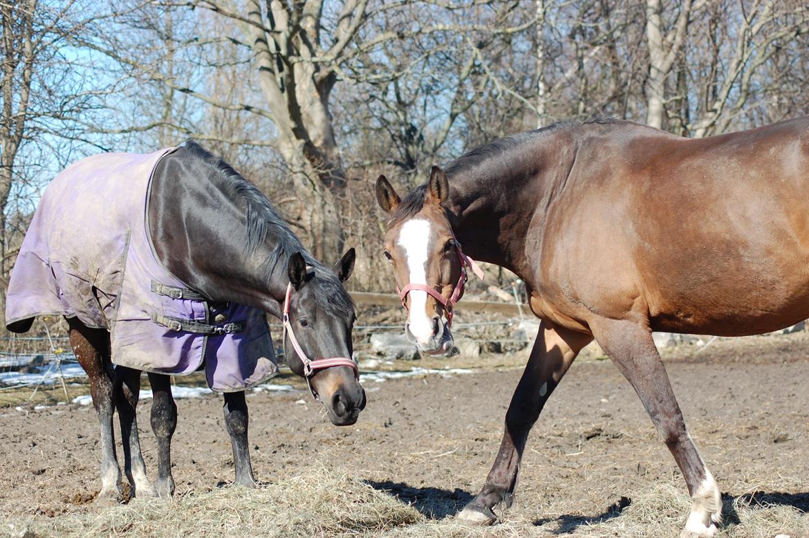 Dansk Varmblod My Choice billede 6