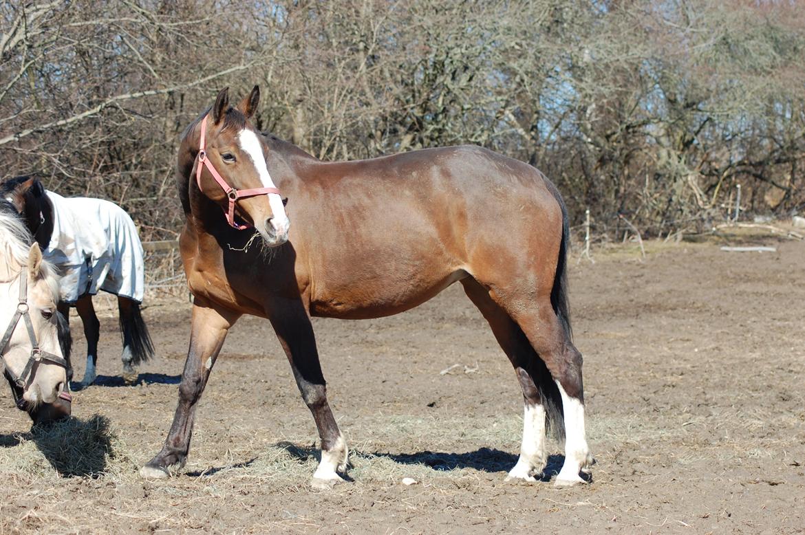 Dansk Varmblod My Choice billede 8