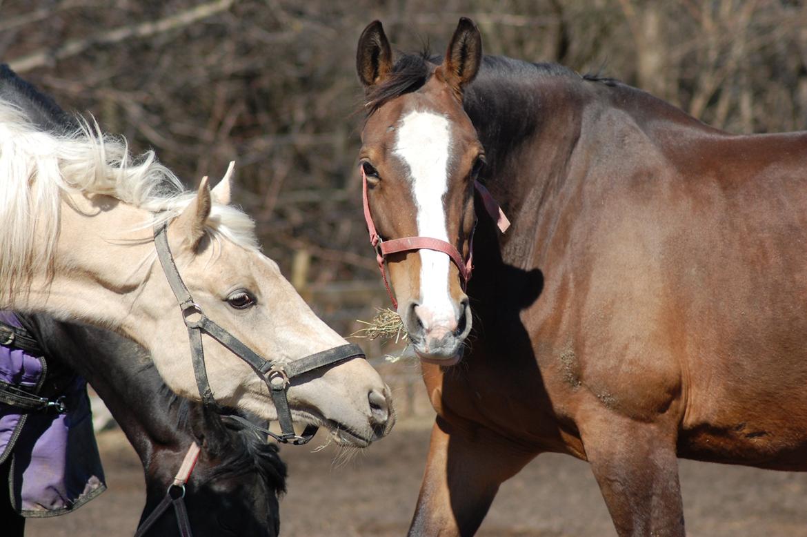 Dansk Varmblod My Choice billede 10