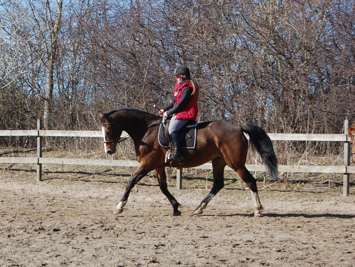 Dansk Varmblod My Choice billede 3