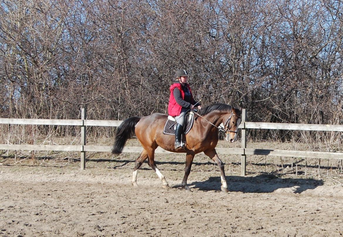 Dansk Varmblod My Choice billede 11