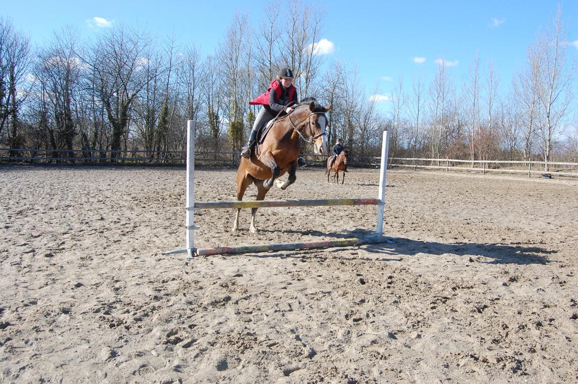 Dansk Varmblod My Choice billede 7