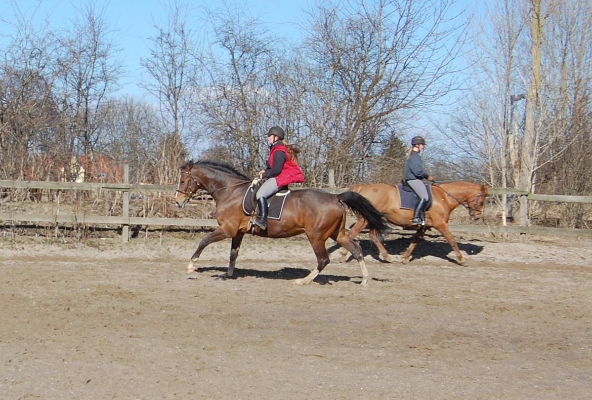 Dansk Varmblod My Choice billede 13