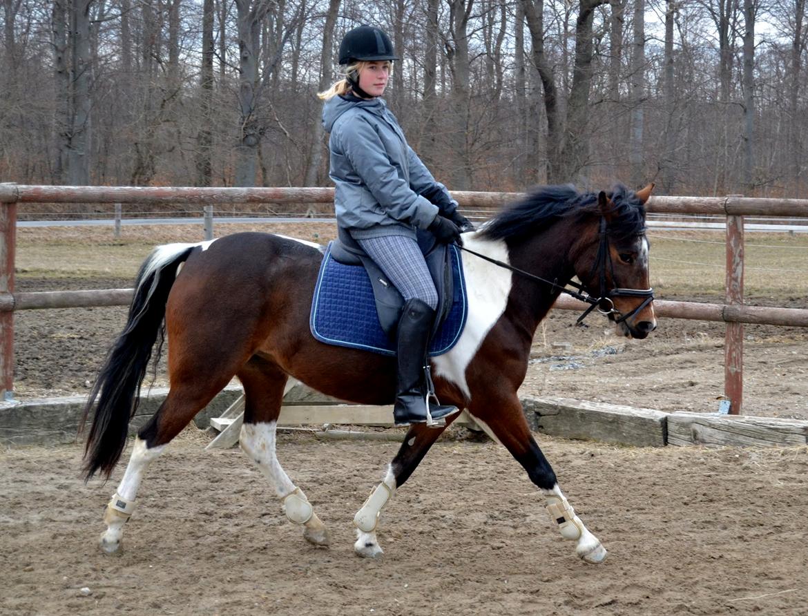 Anden særlig race Ameysing <3 billede 8