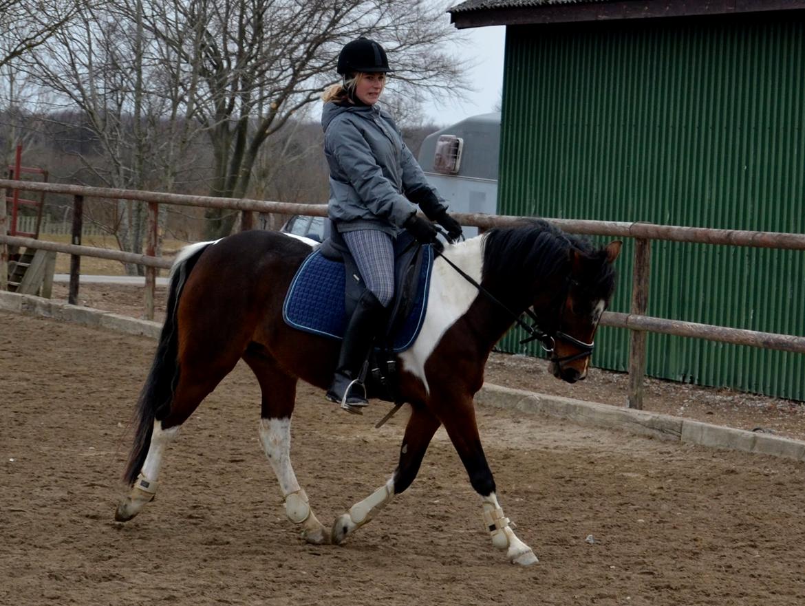 Anden særlig race Ameysing <3 billede 9