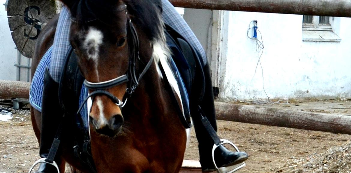 Anden særlig race Ameysing <3 billede 10