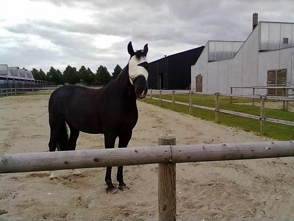Oldenborg Felix - På Universitetshospital for Store Husdyr, da han havde fået fjernet sit øje.
Foto: Ukendt billede 10