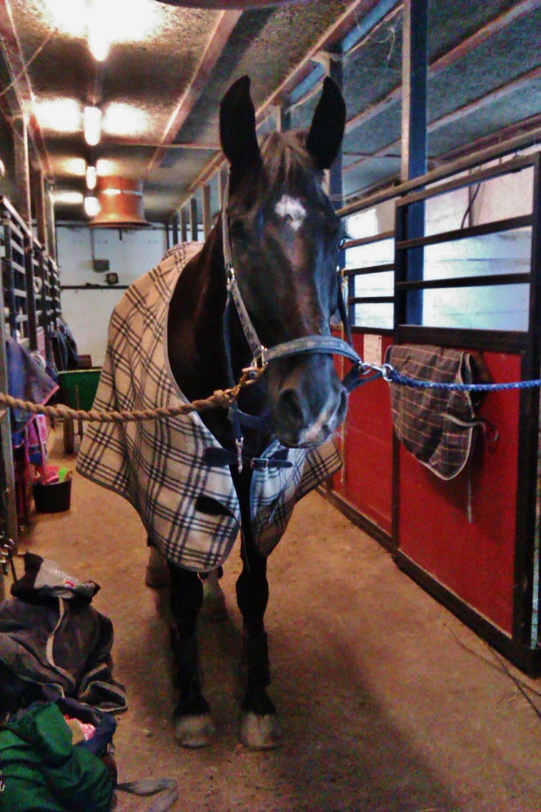 Oldenborg Felix - Klar til træning.
Foto: Louise Heilmann K Sørensen billede 9