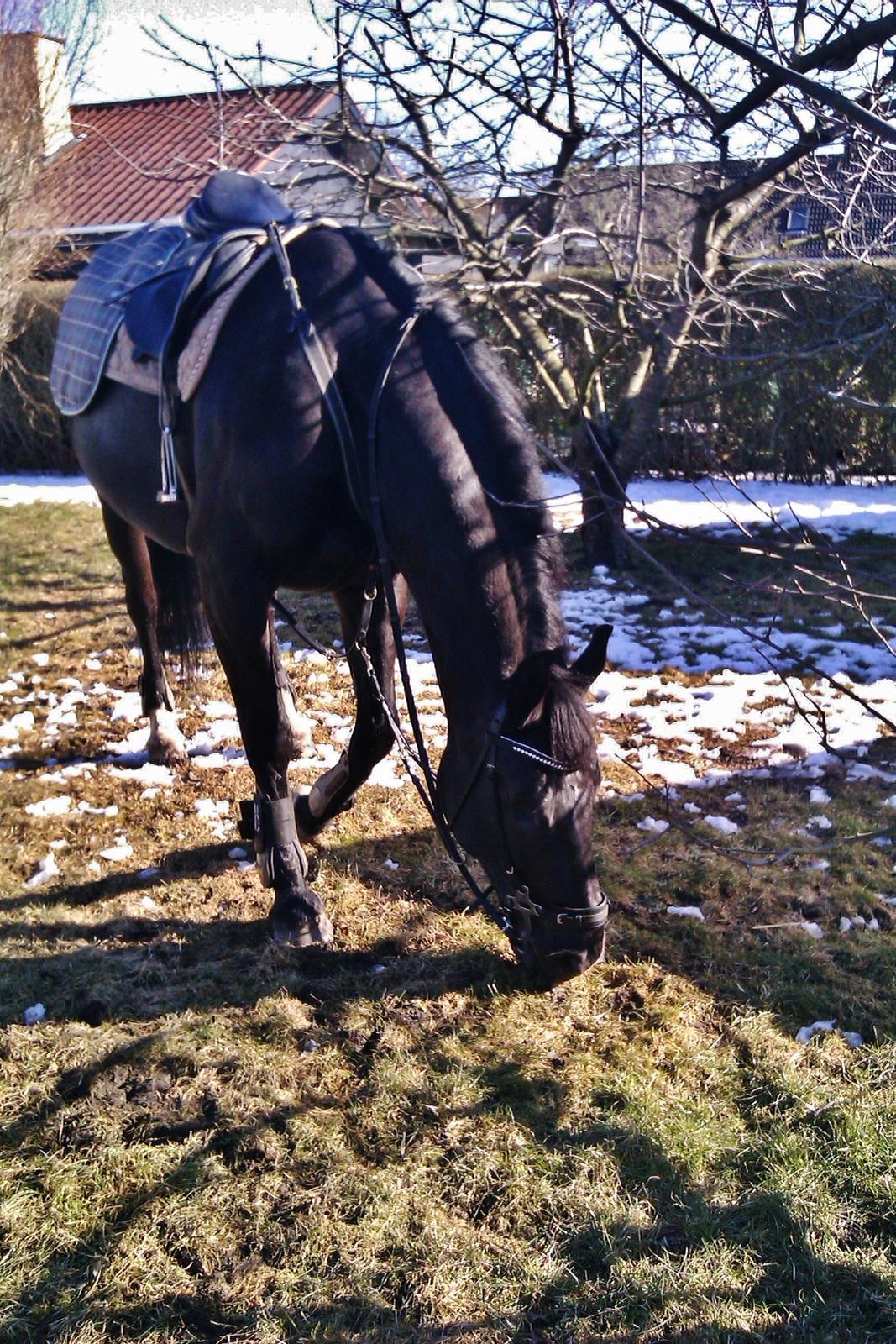 Oldenborg Felix - Hjemme i haven.
Foto: Louise Heilmann K Sørensen billede 14