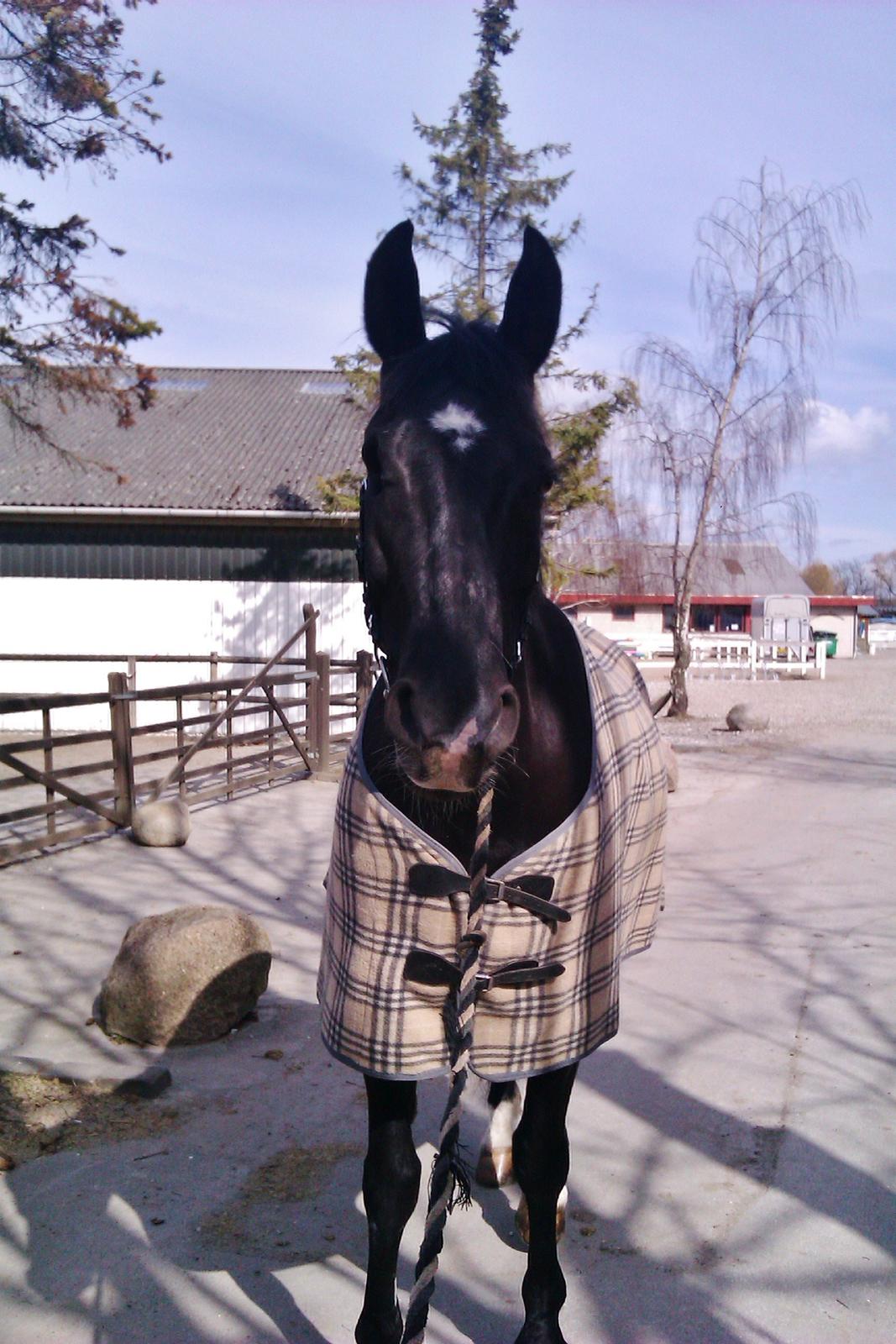 Oldenborg Felix - Tur.
Foto: Louise Heilmann K Sørensen billede 17