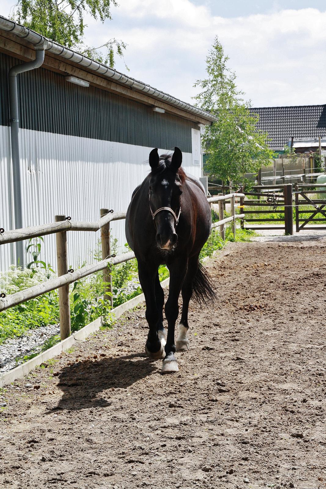 Oldenborg Felix - Fold.
Foto: Louise Heilmann K Sørensen billede 2