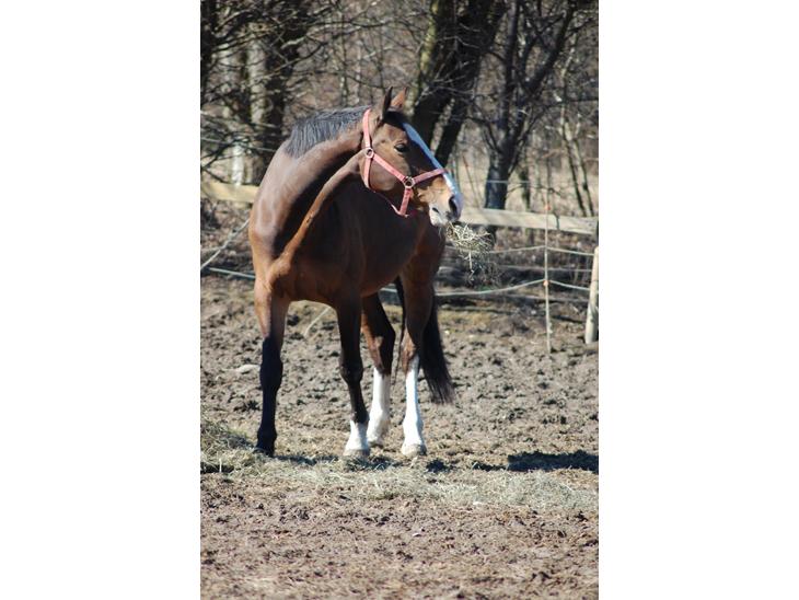 {{currentPhoto.altText}} billede {{currentPhoto.number}}