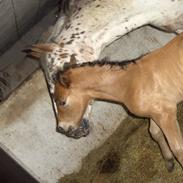 Knabstrupper Punto (Nevara Shadow)