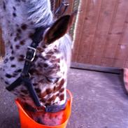 Knabstrupper Punto (Nevara Shadow)