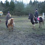 Anden særlig race Bella