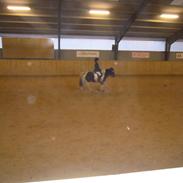 Anden særlig race Bella