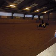 Anden særlig race Bella