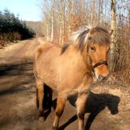 Anden særlig race Billie Jean