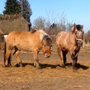 Anden særlig race Billie Jean