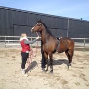 Dansk Varmblod Robin af myhlenberg