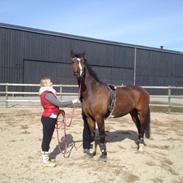 Dansk Varmblod Robin af myhlenberg