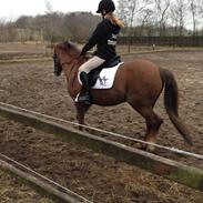 Welsh Pony (sec B) Stoak Laura (Stoakie)