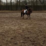 Welsh Pony (sec B) Stoak Laura (Stoakie)