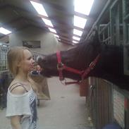 Welsh Cob (sec D) Låddenhøjs Hefina