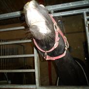 Welsh Cob (sec D) Låddenhøjs Hefina