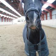 Welsh Cob (sec D) Låddenhøjs Hefina