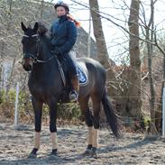 Trakehner Søndergårds Pegasus