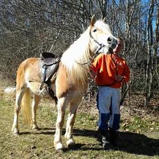 Haflinger Ulvira