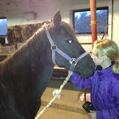 Anden særlig race Kiabella